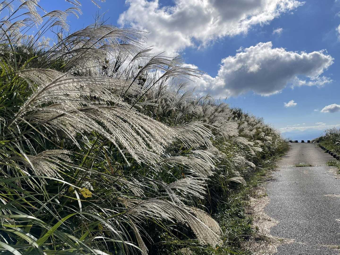 🌾も満開👏😆　…満開⁉️🤔

…実りの秋って感じがしますね👍