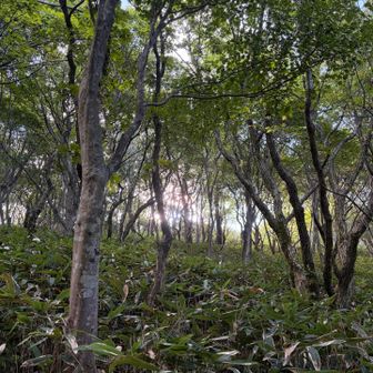 室ノ内池 目指すよー！
マイナスイオンすごいなあ🌿