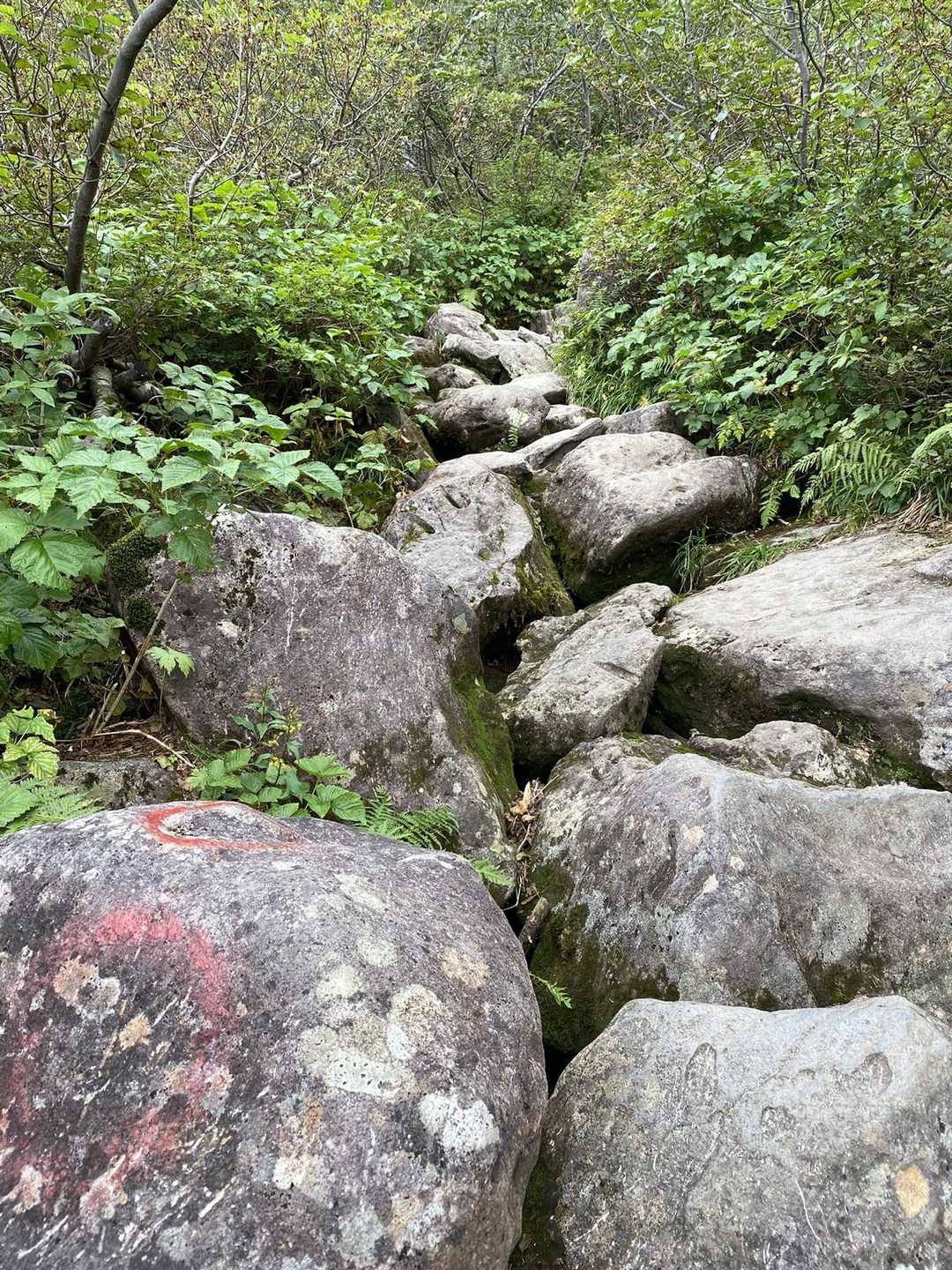 木道が終わるとここから山頂まで
岩岩岩をひたすら登ります。