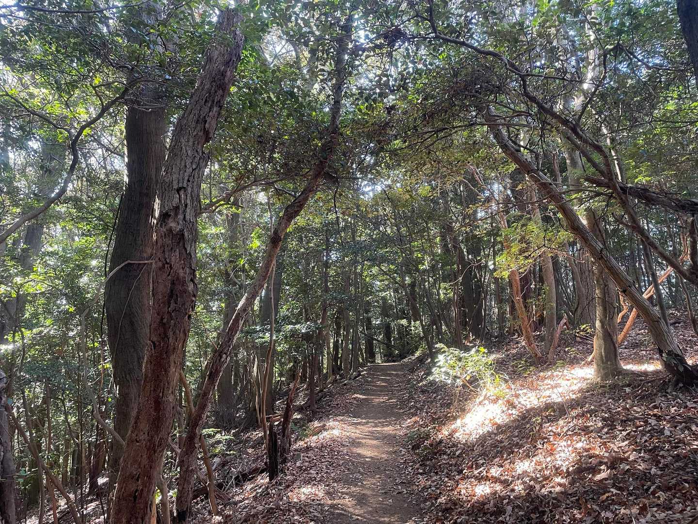 この時期でも見渡す限り緑🟢

夏と景色変わらず…
年中🌱🍃 🌿

三河の山は季節感ない😂💦
