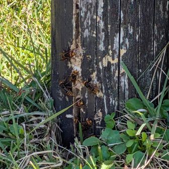 あっぶね〜
スズメバチが群れている🐝
（ズームでどうぞ）
萱峠標柱注意⚠️
