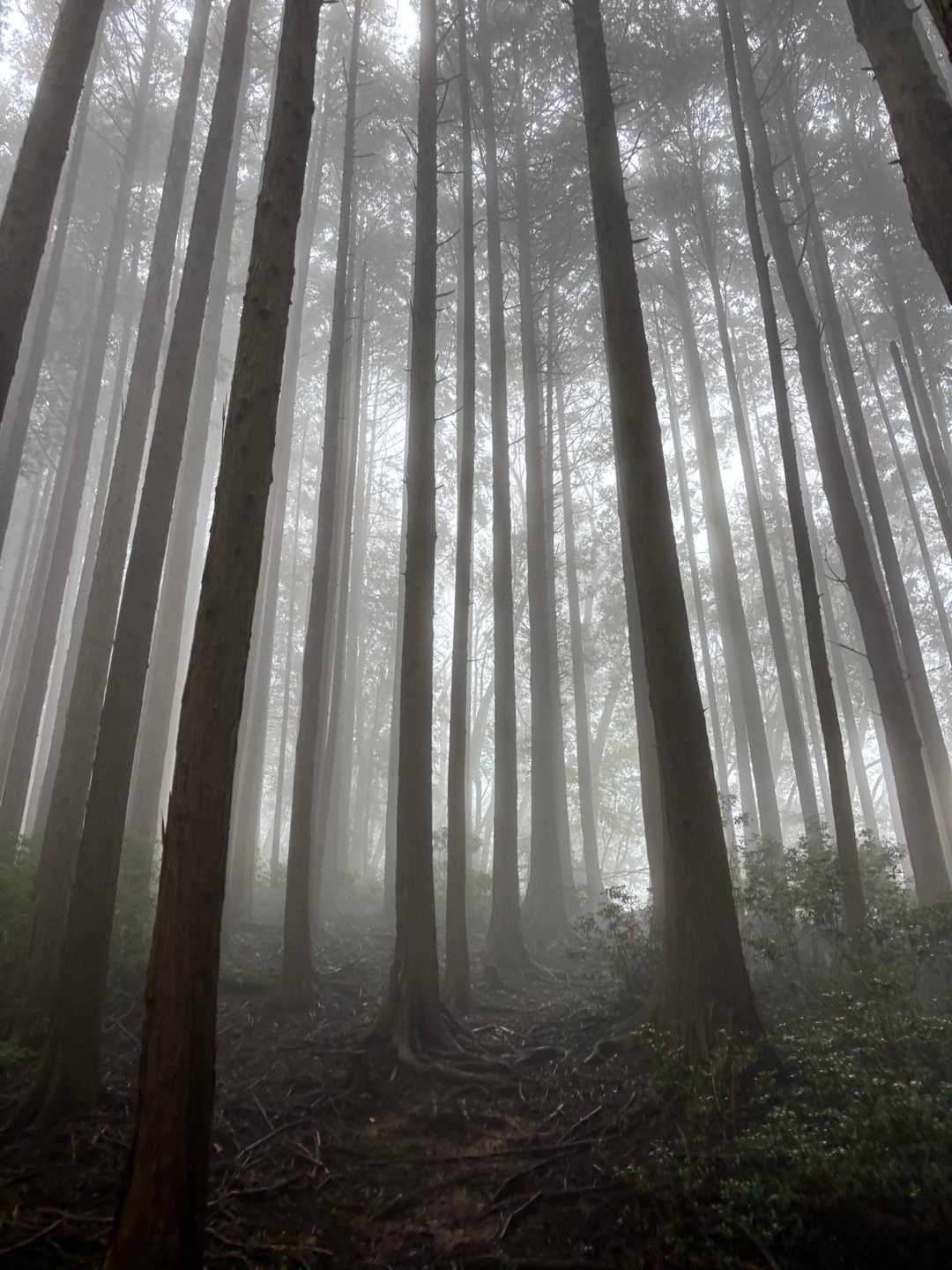 終始幻想的な風景