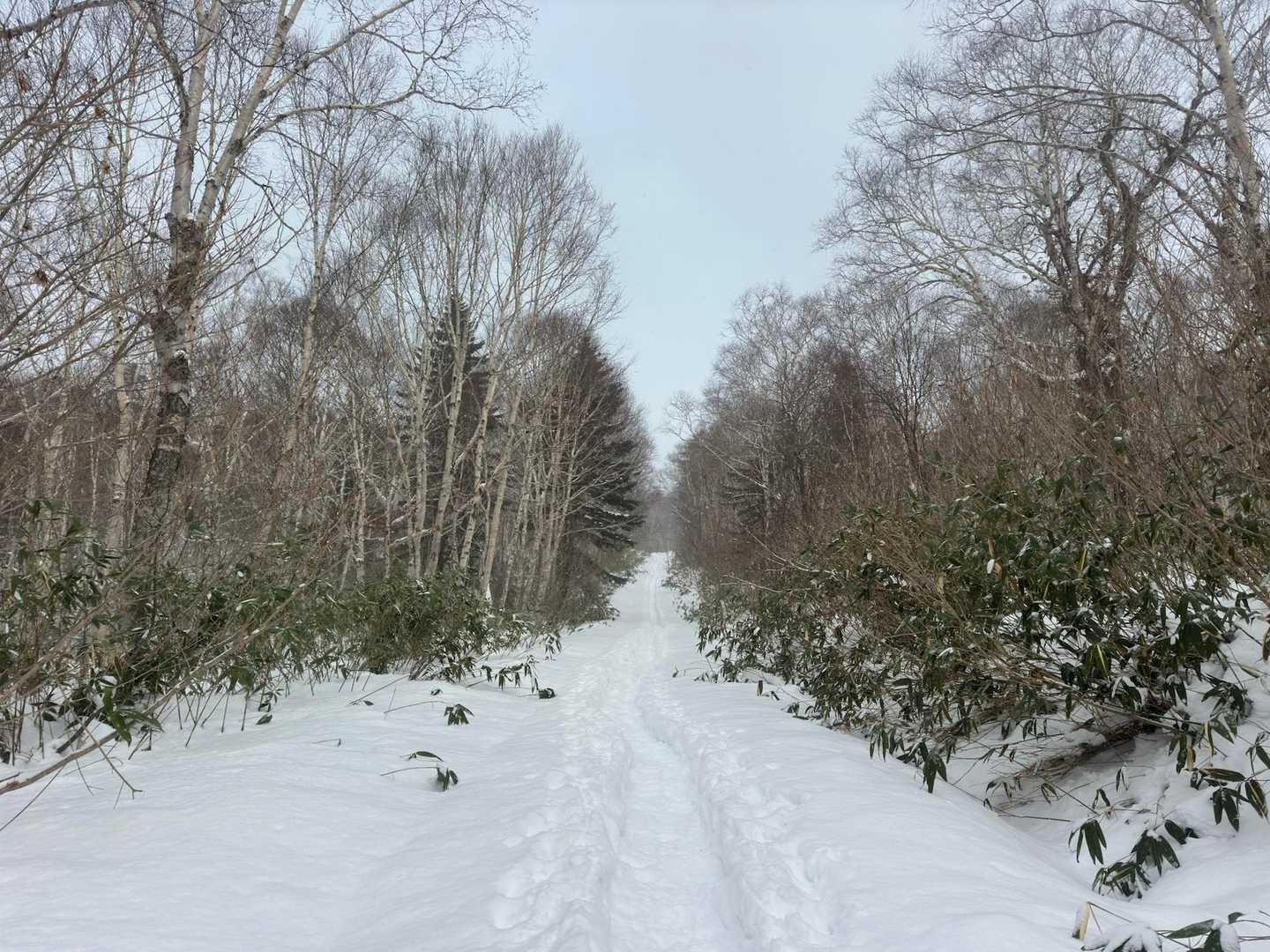 笹も潰れてだいぶ見通しよくなってきた