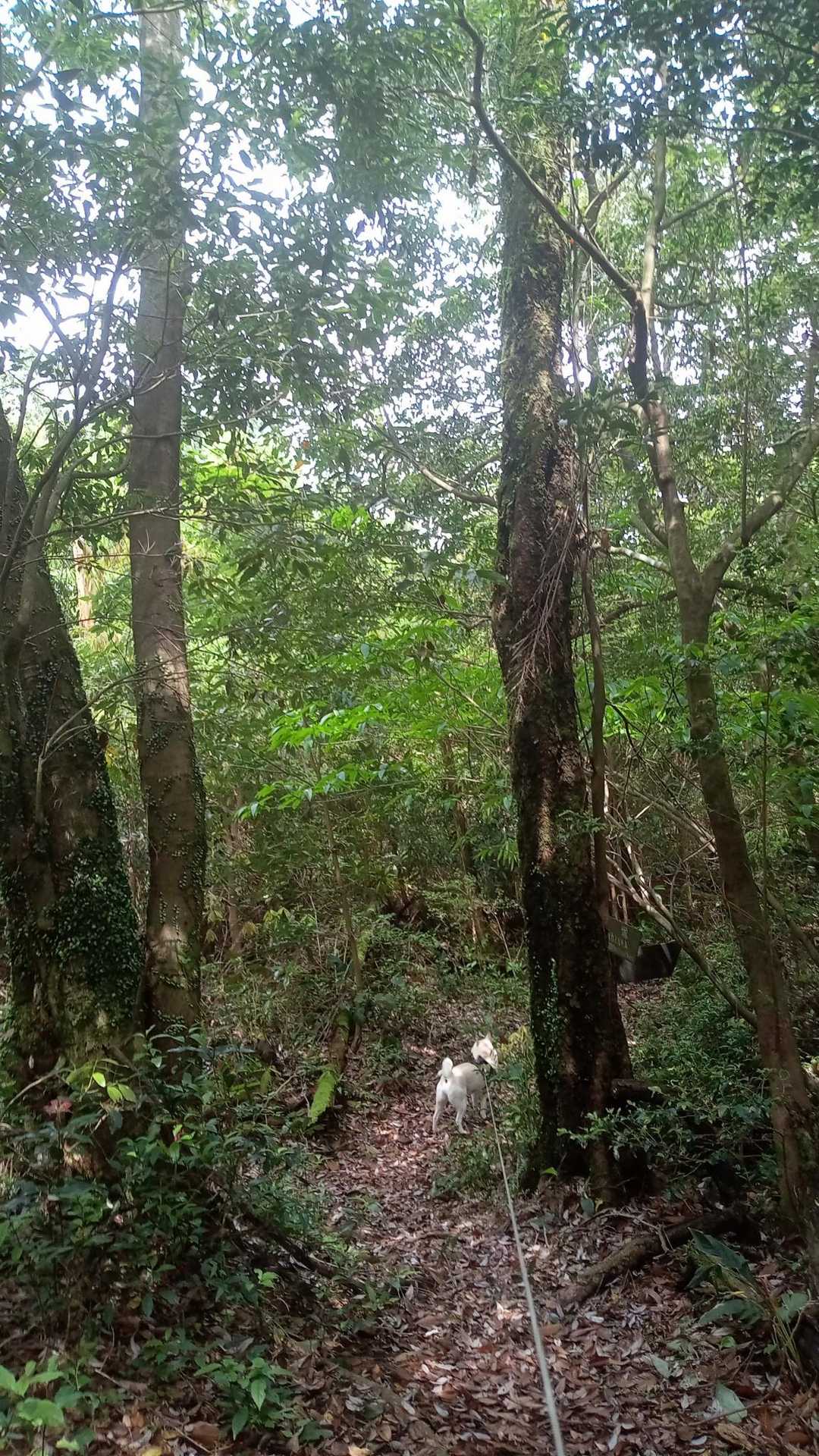 西岳登山口-冠岳-中岳-東岳 往復コースの写真