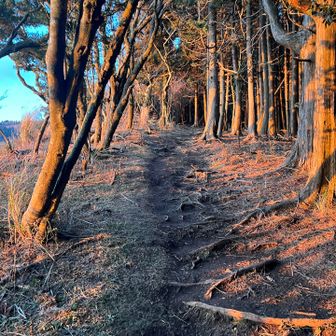 肉眼はもっと赤く染まっててつい撮っちゃった。
時間ないのに。