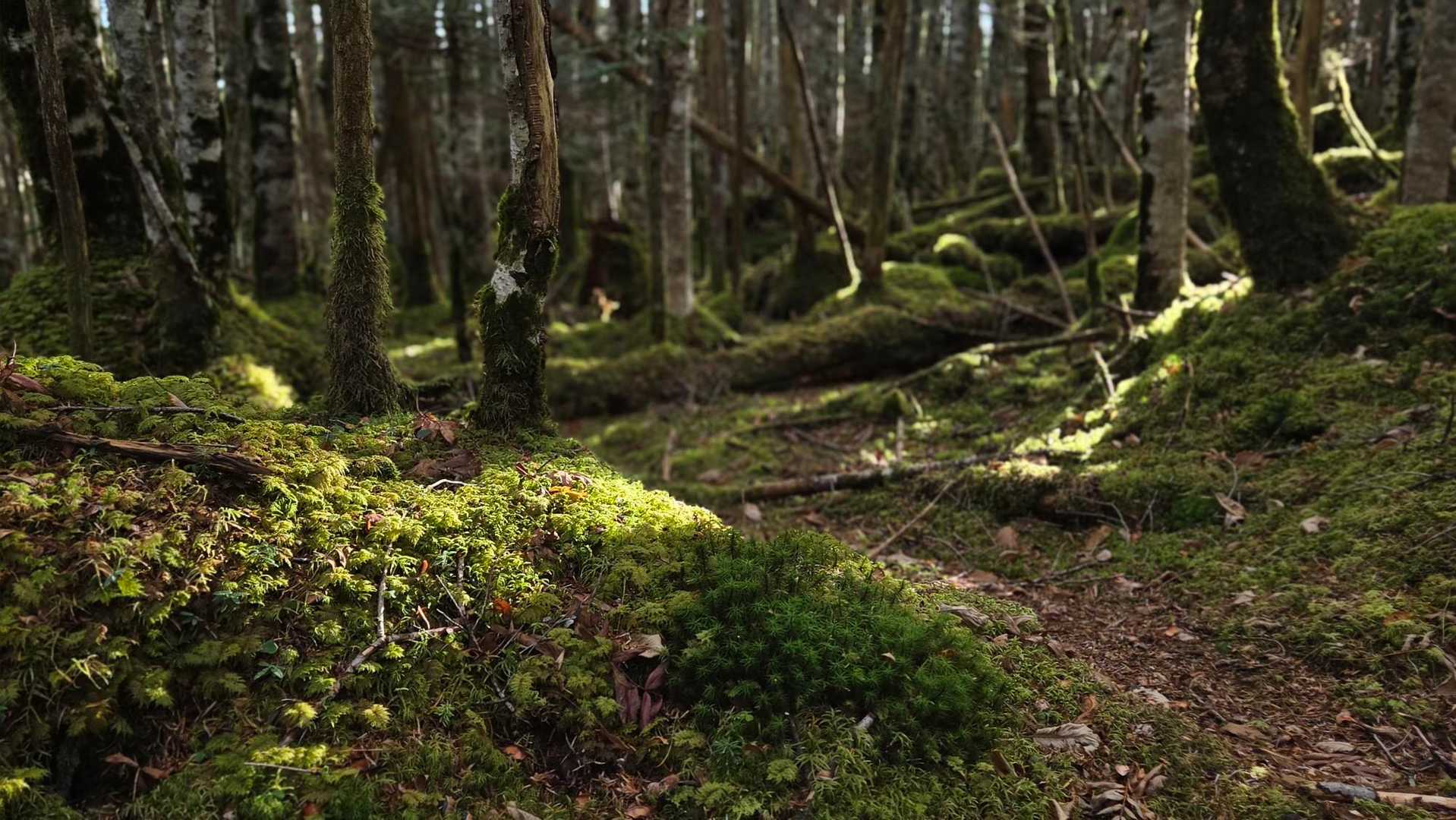 早速苔の森