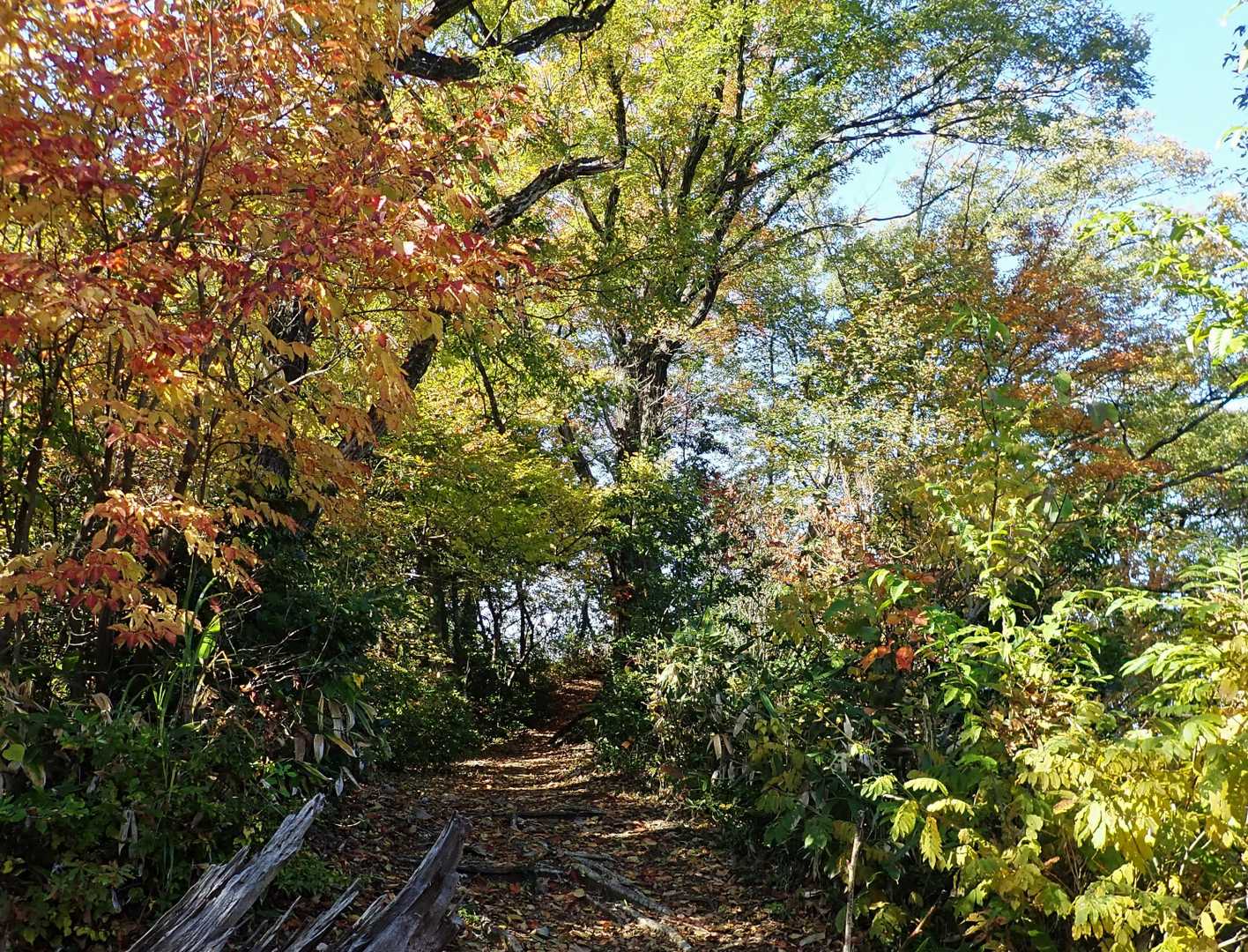 きれいに整備された道😄
紅葉に彩られています🍁
粘土質の土は、昨日の雨で濡れています😅
上に落ち葉🍂で滑りやすい所も…😁