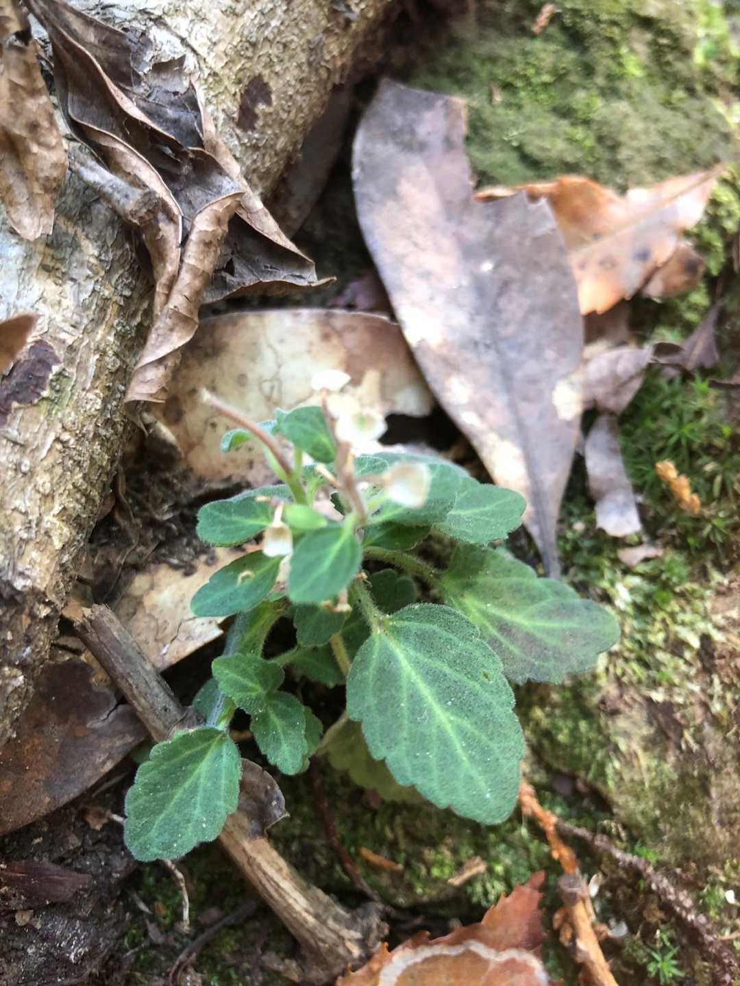 小さい花、名前？