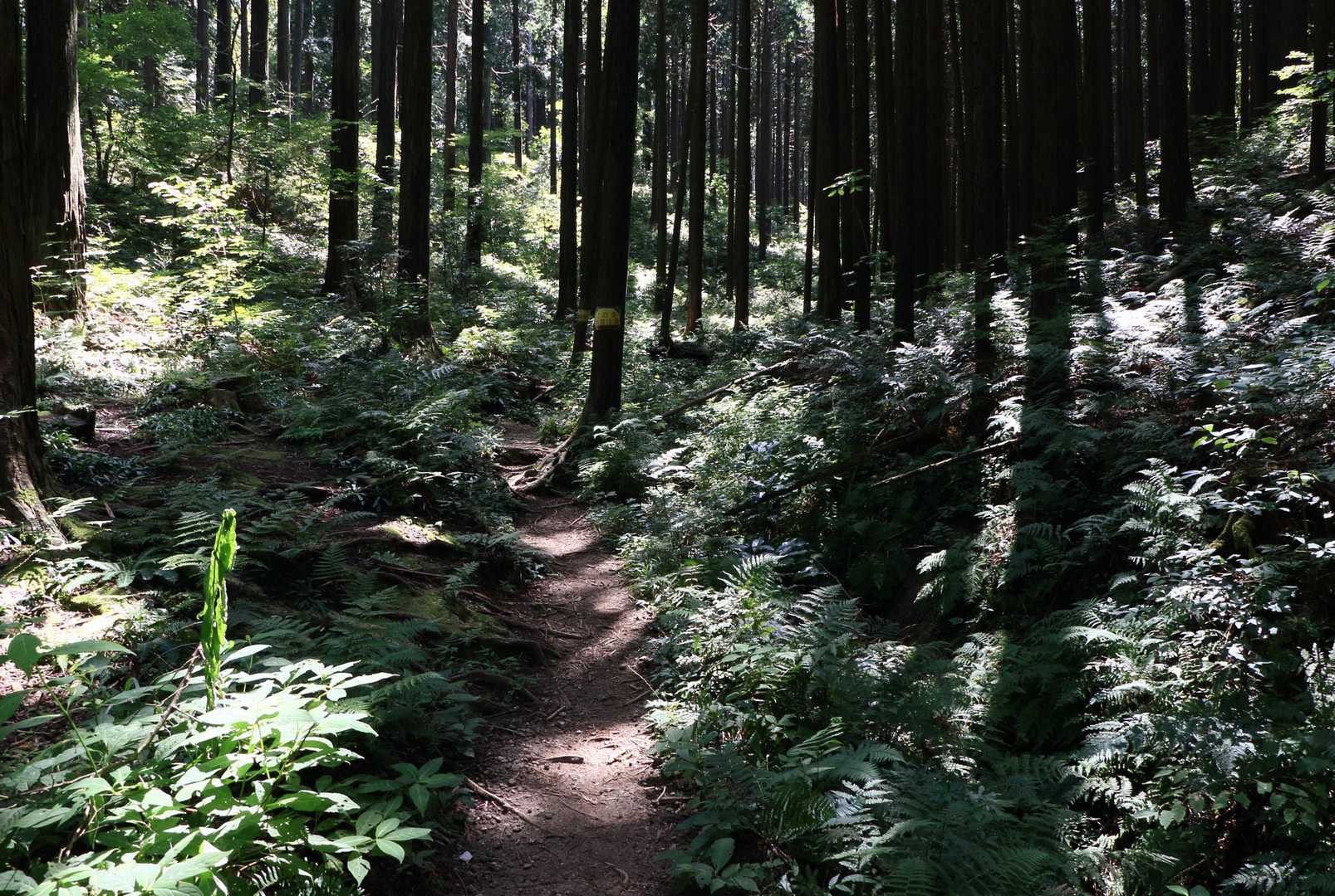 大和葛城山 往復コースの写真