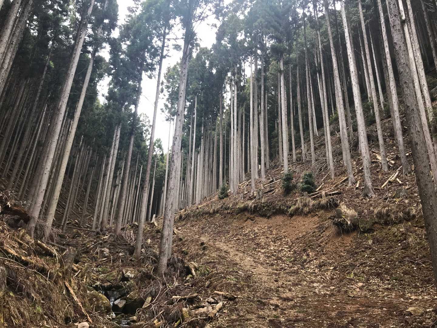 これからはずっとこんな道。