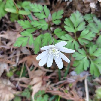 キクザキイチゲ