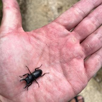 コクワガタ
ちっさ‼️