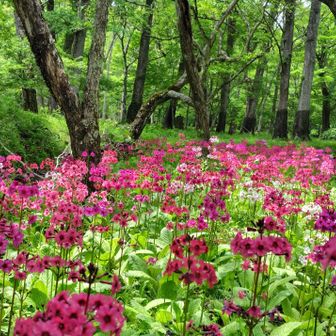 バス停の近くにクリンソウの群生地があります🥰