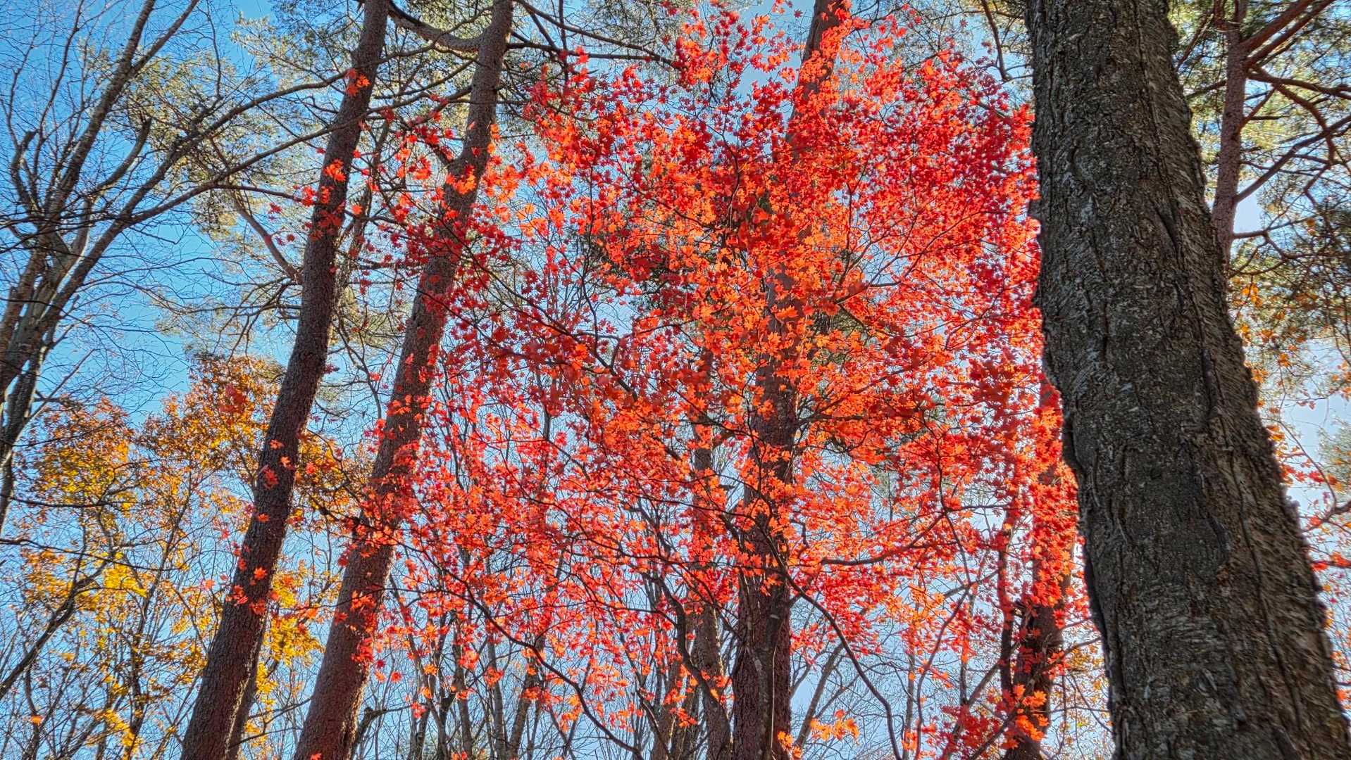 下山も紅葉を楽しみながら