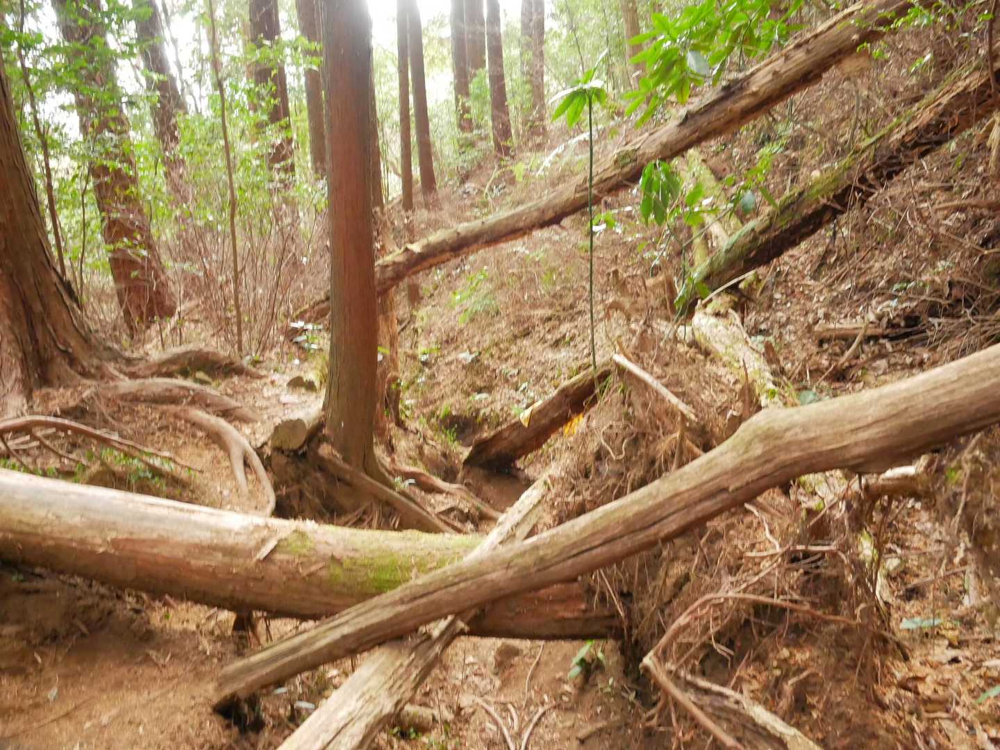 登りとは雰囲気違う、倒木あり😳