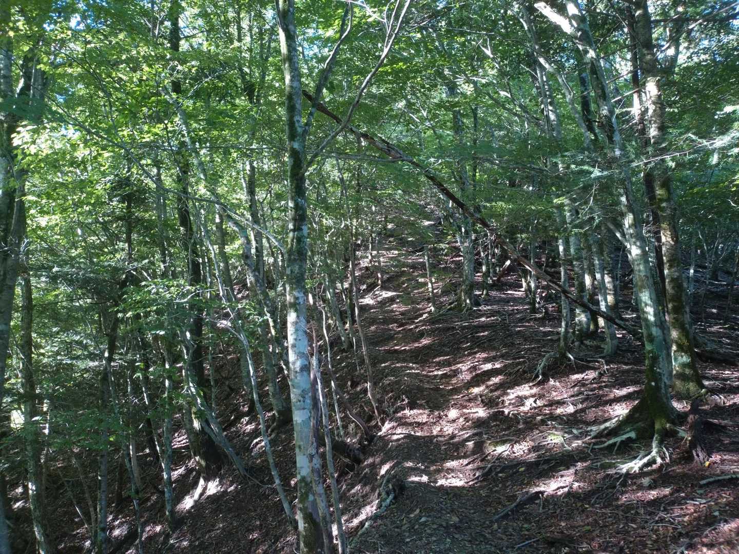 樹林帯を暫し登ります🚶
美し〜森🌳だなぁ…🤩