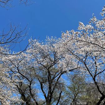 どこも桜が美しい