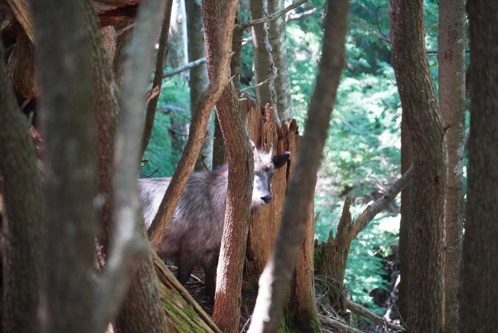 カモシカと見つめあう
軽やかに降っていった　うらやましい