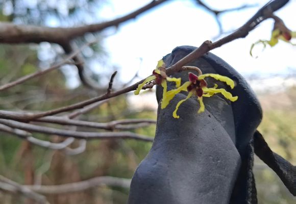 jasmine | YAMAP / ヤマップ