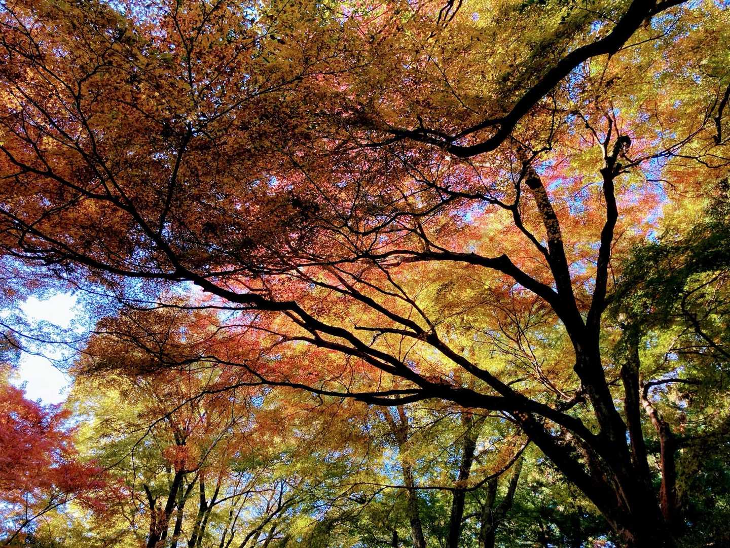 紅葉カーテン