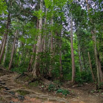 といっても、山の中はそれほどでもなく、いつものように山歩を楽しめました😃