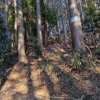 その先も意外と急登が多いけど、もう判断に迷うような要注意ポイントは無く、案内がないだけで道は整備万全で危険箇所もナシ。