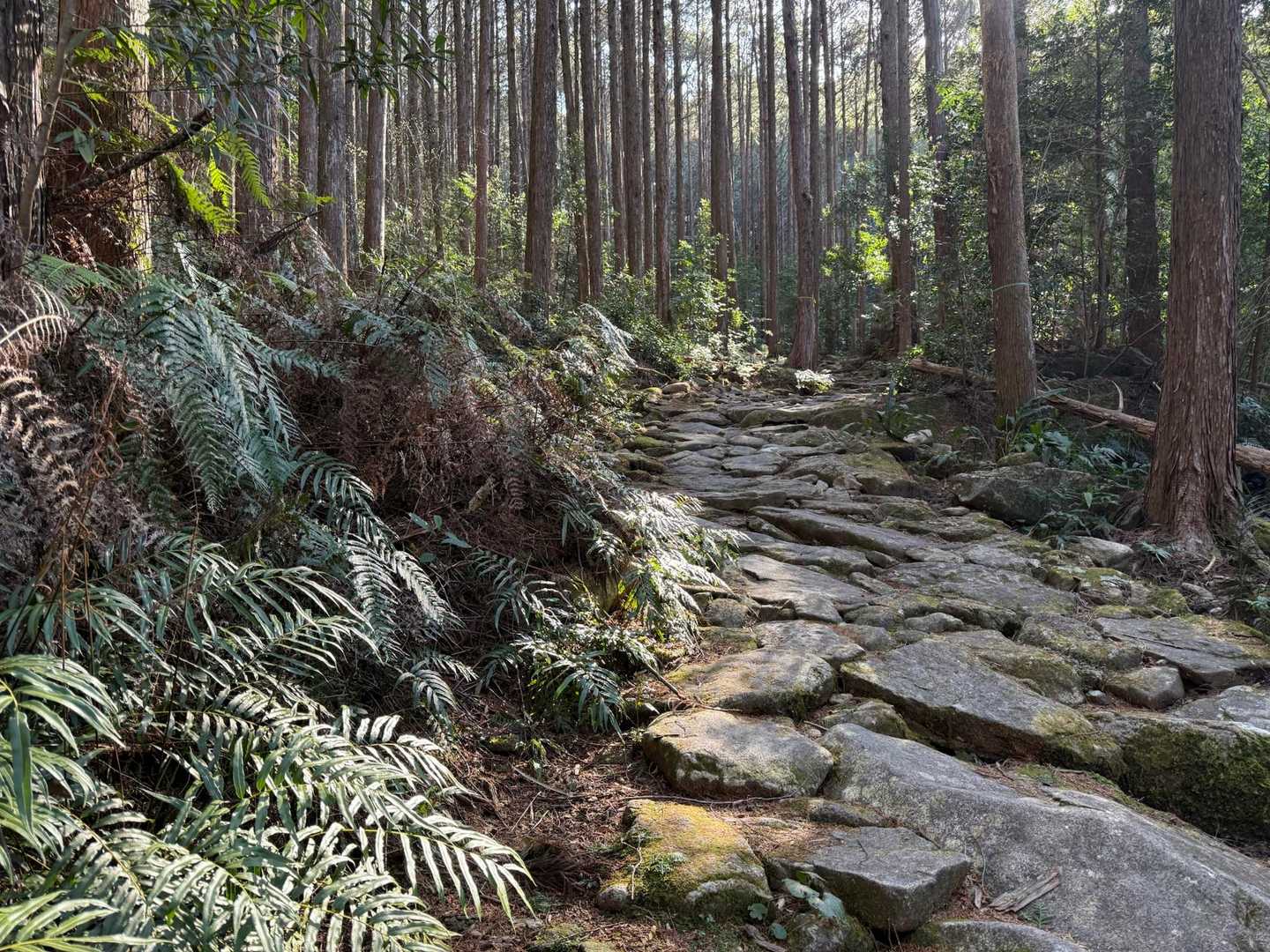 ⚠️熊野古道は雨の時は滑りそうで注意
昔の人の脚力を想像しながら、歩きました。