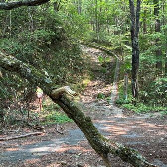 登山口
手前に倒木