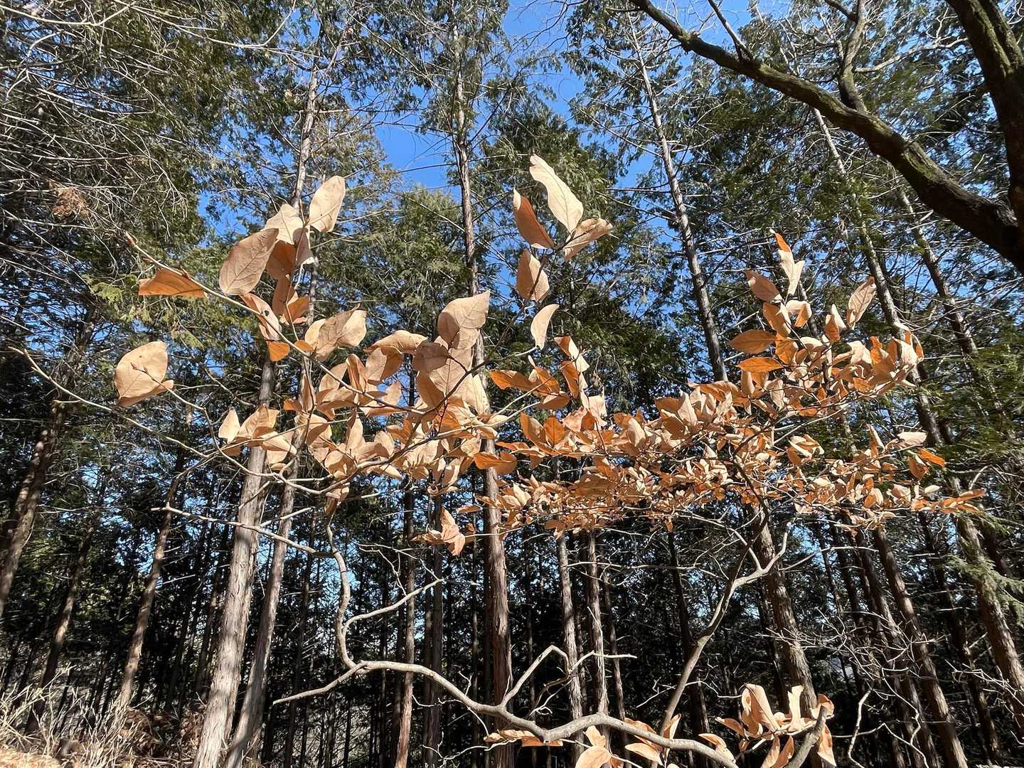 ヤマコウバシの銅色の枯葉🍂
青空に映えるね