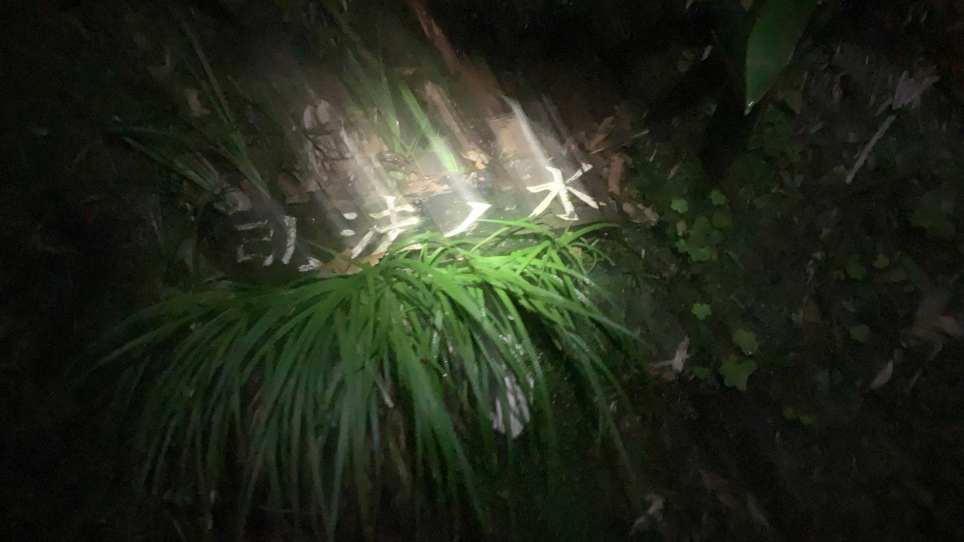 氷ノ山登山口-地蔵堂-小代越-ハチ高原バス停 縦走コースの写真