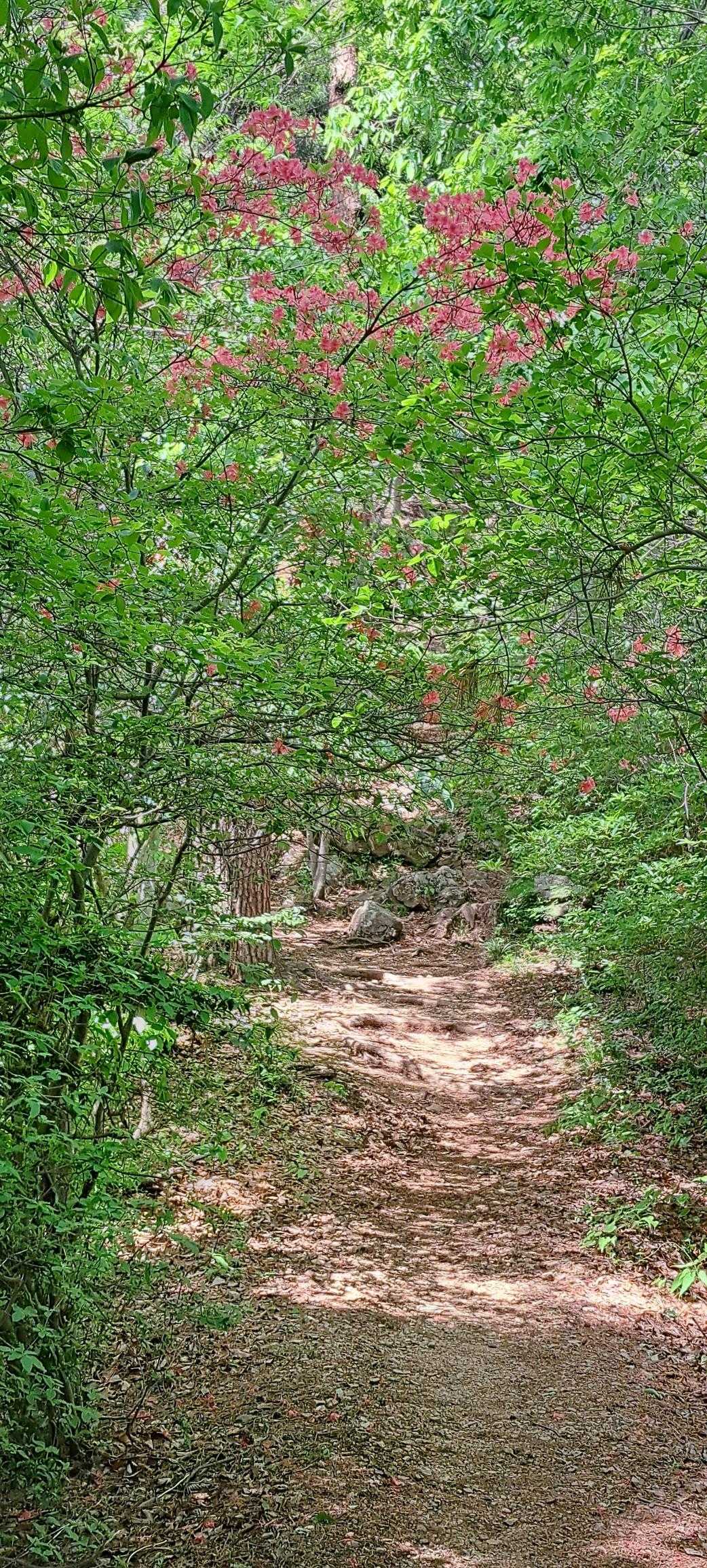 桜峠-馬不入山 往復コースの写真