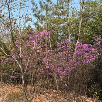 コバノミツバツツジ②