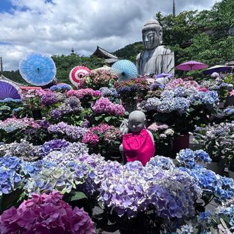 あじさいに埋もれているような大仏様