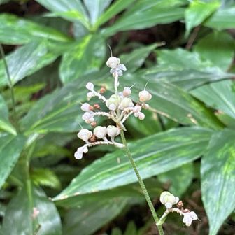 何の花でしょう🤔