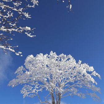 シンボルツリー