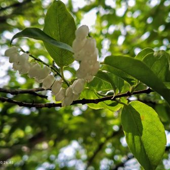 展望デッキ頭上に可愛いお花をつけた木が！ネジキ(捻木)と言うらしい