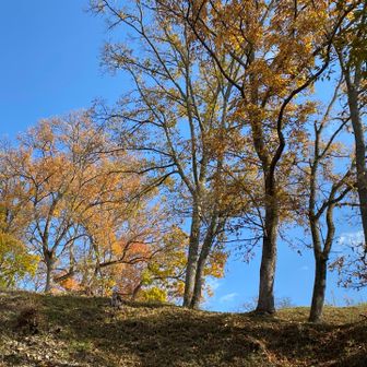 青空に映えます🍁