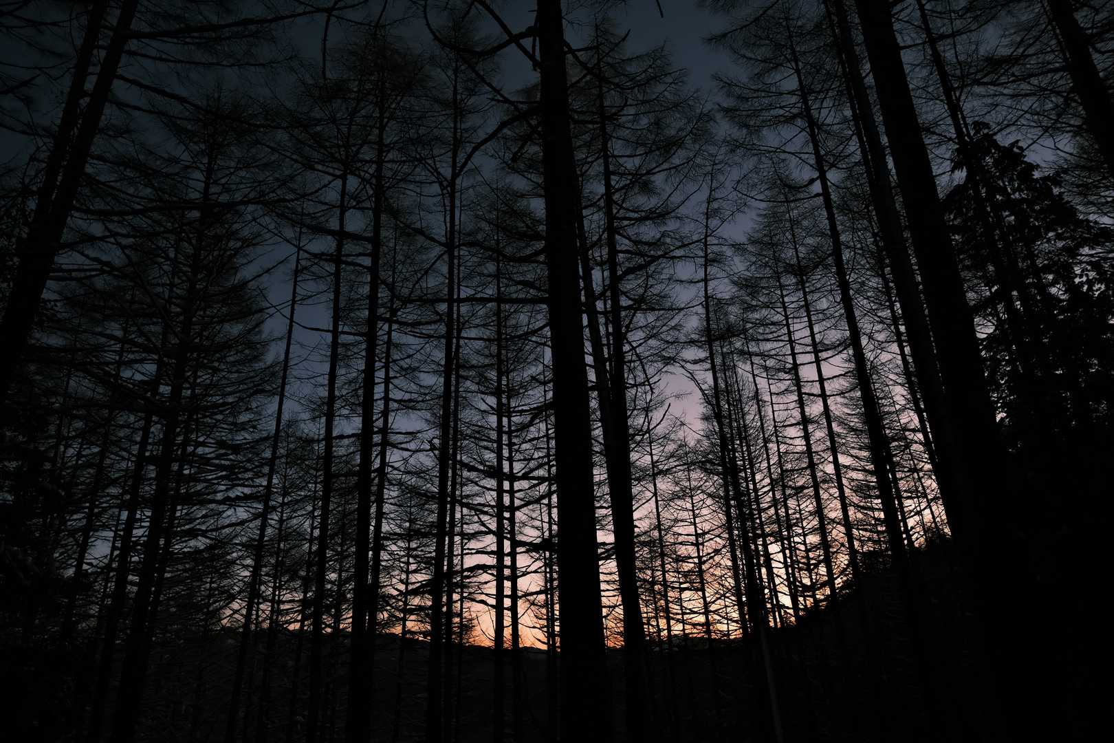 南沢山登山道入口-南沢山 往復コースの写真