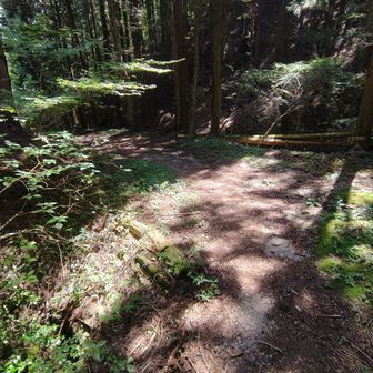 下山途中の林道は