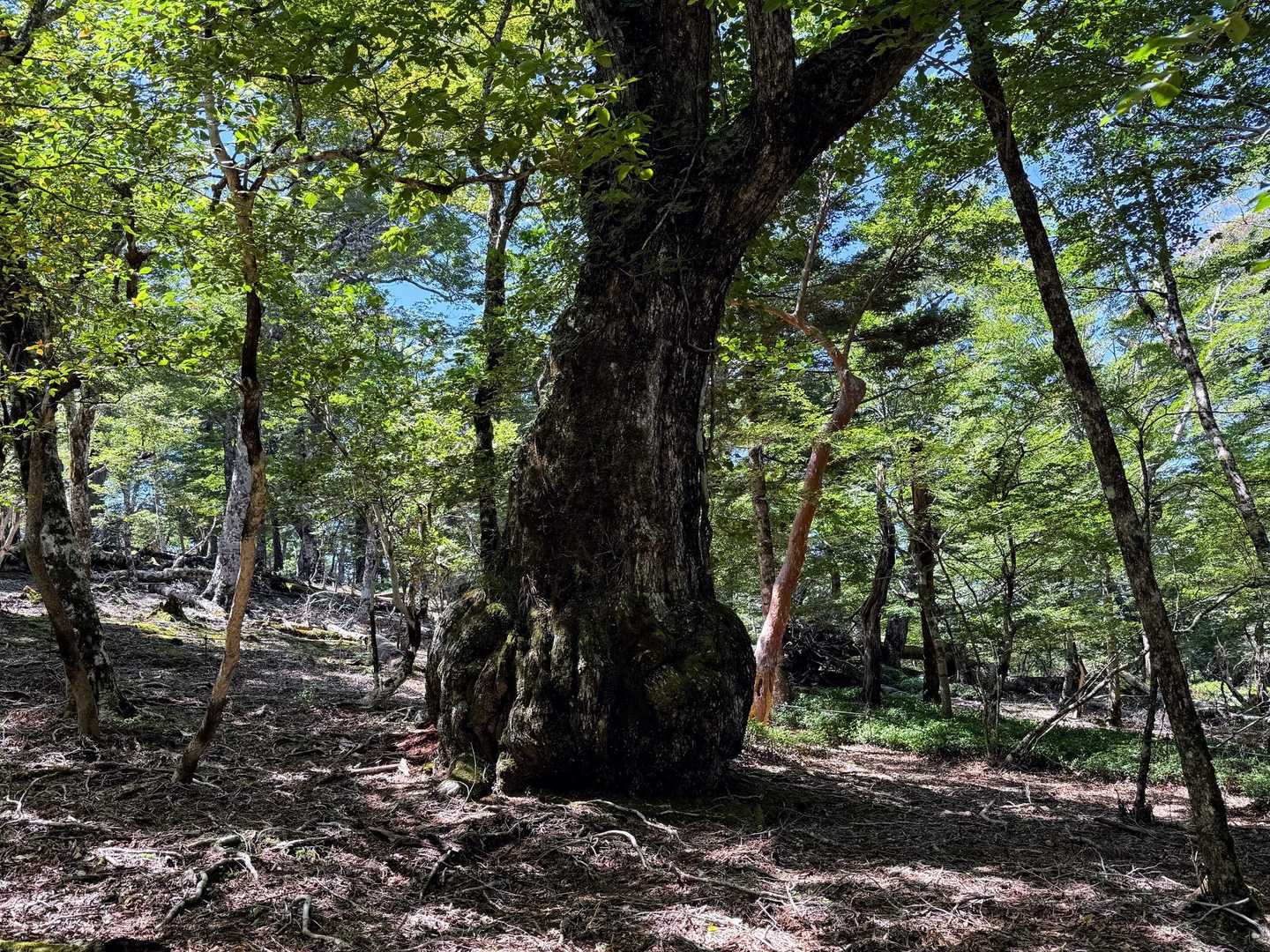 西大台のシンボルツリー、大ミズナラの木🌳