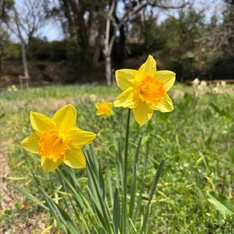 ラッパ水栓かわいい〜💛