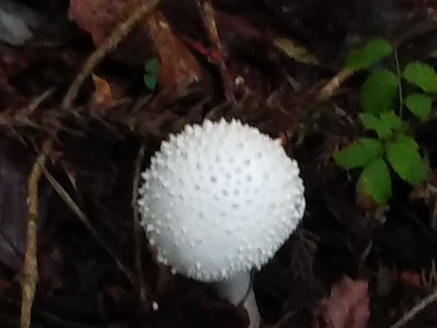 タマゴダケだー。小雨が少し降ったけど楽しい山登りでした。