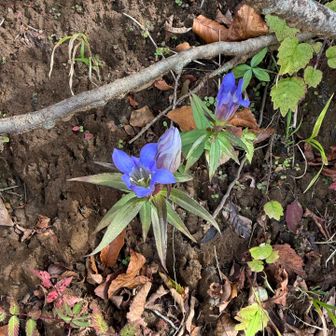 リンドウは好きな花
我が家の家紋は竜胆