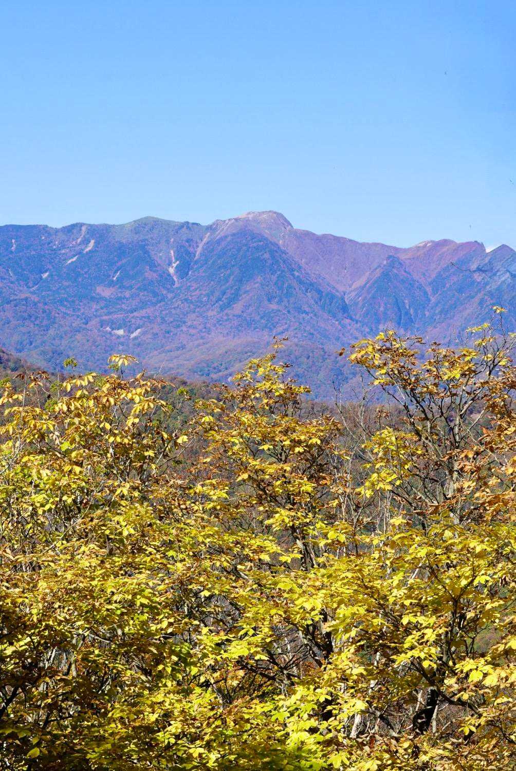 ブナの黄葉と白根山