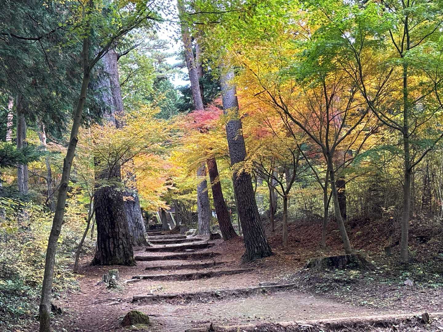 黄葉🍁　昨年より鮮やかだね