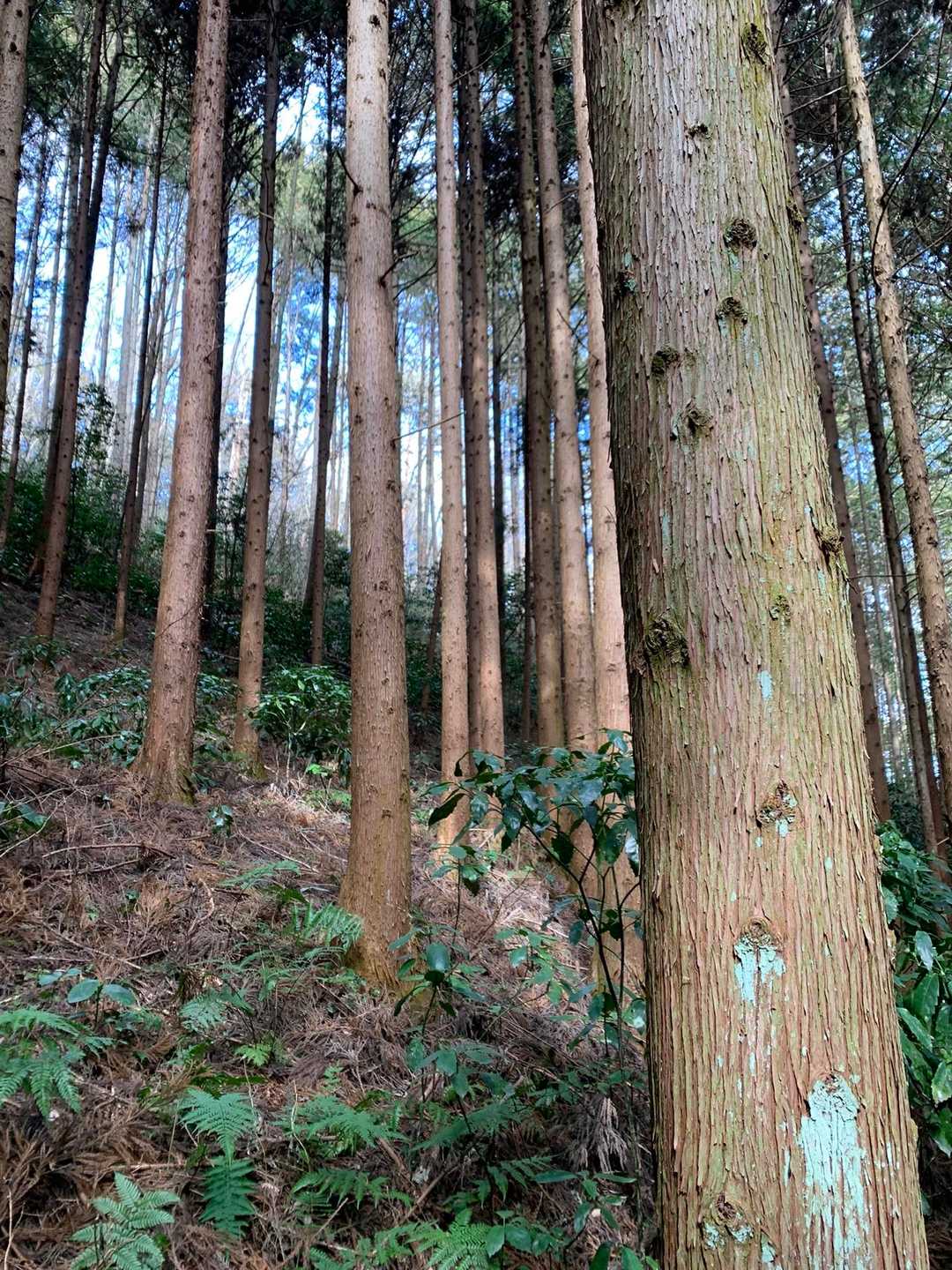 大川戸登山口-大川戸鉱泉跡-雨巻山 往復コースの写真