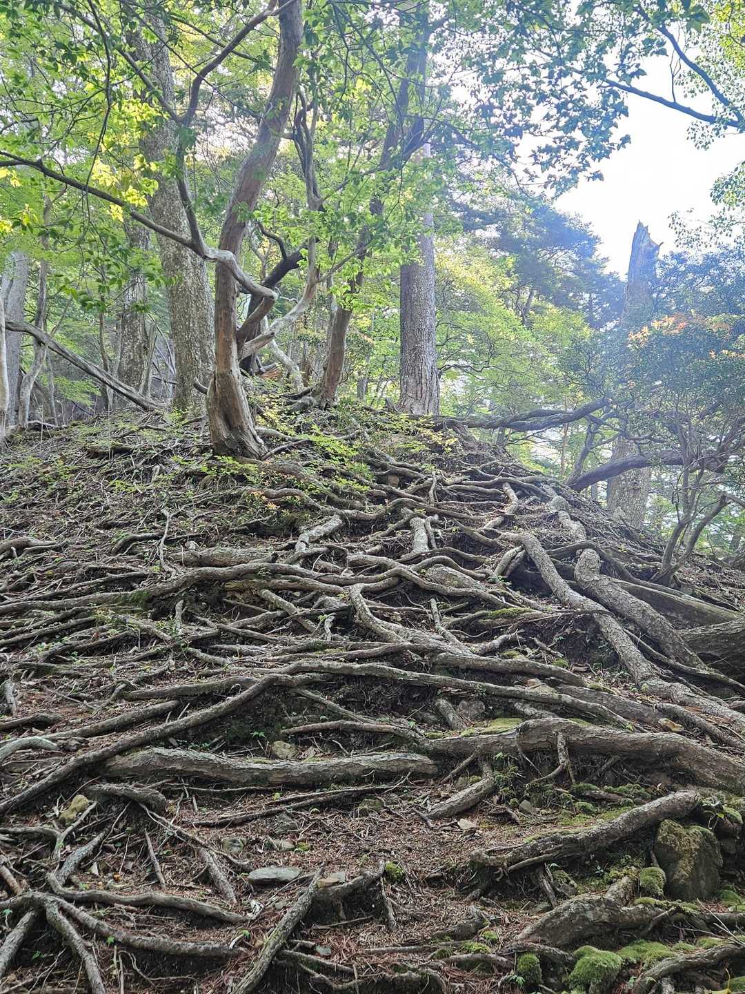 木の根っこ凄い！