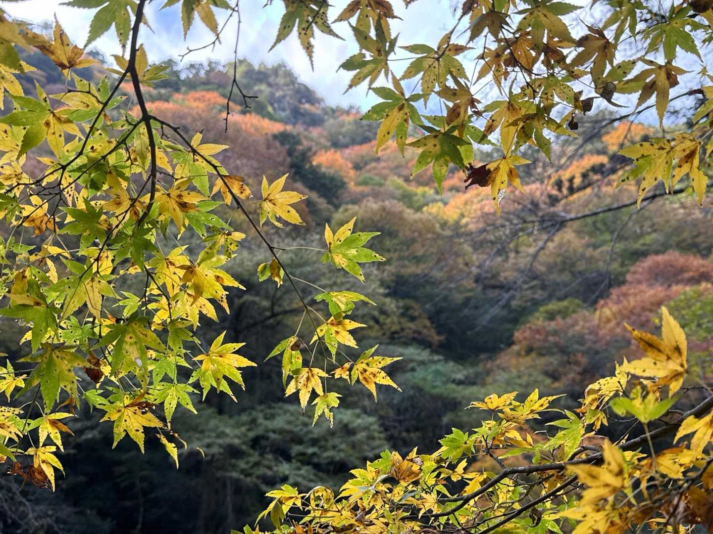 黄色のもみじ