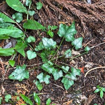 キッコウハグマ これは、閉鎖花のようです？