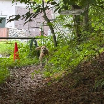 ワンワンのお見送り
（若干後をついてきててこわE）